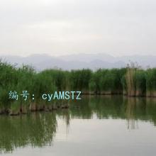 ״